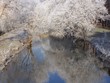 Schneebaum-Spiegel Schneebaum-Spiegel