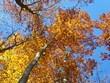 Bunter Herbstwald