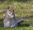 Squirrel eating a nut, close up photo