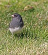 Dark Eyed Junco (Junco Hyemalis)