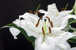 lily
