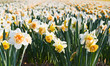 Field of daffodils in close view Field of daffodils in close view