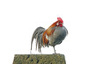 Hahn frei 1