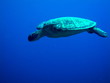 Tortuga sobre azul II