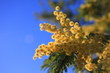 mimosa