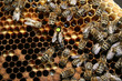 Bienenvolk auf Wabe