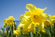 Daffodil in the field Daffodil in the field