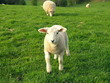 Spring Lamb