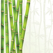 bamboo