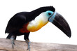 Channel Billed Toucan with clipping path