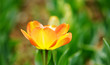 Orange bloom tulip