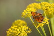 sur une fleur sur une fleur