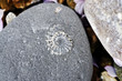 Ammonite fossil