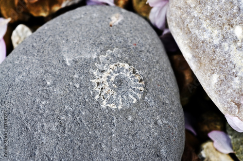 Foto: Ammonite fossil Ammonite fossil