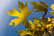 Autumn Maple Leaves