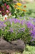 Flower Garden