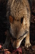 Fressender Wolf