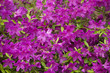 Foto: Azalea Bush after Rain Azalea Bush after Rain