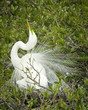 White Egret Plumage