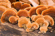 Grifola frondosa - Hen of the Woods