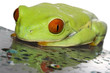 Red eyed tree frog