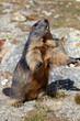 marmota marmota