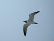 Mouette à tête noire en vol Mouette à tête noire en vol