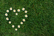 Daisy heart in a meadow Daisy heart in a meadow