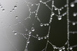 spider web rain drops