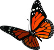 Butterfly Monarch