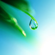 shine water drop shine water drop