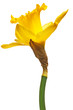 yellow daffodil isolated on white background yellow daffodil isolated on white background