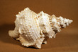 conchiglia sulla sabbia