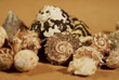 gruppo di conchiglie
