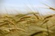 Ear of Wheat