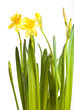 Yellow daffodils with water drops isolated on white