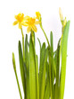 Yellow daffodils with water drops isolated on white