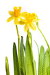 Yellow daffodils with water drops isolated on white