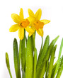 Yellow daffodils with water drops isolated on white