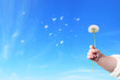 dandelion seed and baby's hand