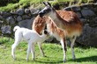 Baby Llama (Cria) with Mother, Machu Picchu