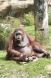 9296 - Orang-Utan