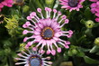 Osteospermum Osteospermum