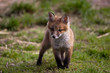Red Fox in British Countryside