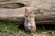 Red Fox in British Countryside Red Fox in British Countryside