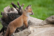 Red Fox in British Countryside Red Fox in British Countryside