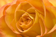 Yellow Rose