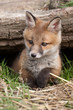 Photo: Red Fox in British Countryside Red Fox in British Countryside