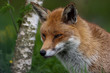 Red Fox in British Countryside