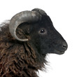 Black sheep - Ouessant ram (4 years old)